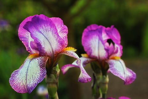 iris, viola, rosa, vicino, fiore, primavera, crescita, estate, pianta fiorita, vulnerabilità, fragilità, pianta, freschezza, petalo, bellezza nella natura, avvicinamento, testa di fiore, infiorescenza, concentrarsi sulle conoscenze acquisite, nessuno, natura, giorno, iris - pianta, messa a fuoco selettiva, botanica, polline, 5K, CC0, dominio pubblico, privo di copyright