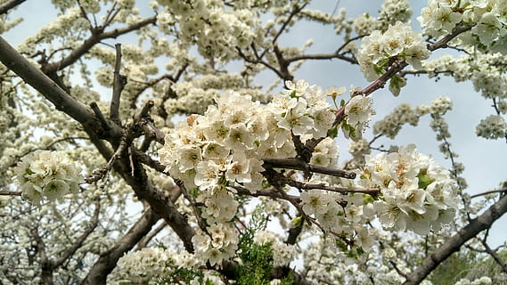 Pera, primavera, fiori bianchi, pianta fiorita, fiore, pianta, fragilità, fiorire, albero, crescita, vulnerabilità, bellezza nella natura, ramo, freschezza, Inquadratura dal basso, giorno, Colore bianco, avvicinamento, natura, nessuno, fiore di ciliegio, albero da frutta, testa di fiore, all'aperto, ciliegio, polline, 4K, CC0, dominio pubblico, privo di copyright