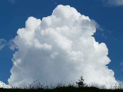 awan kumulus putih, awan, awan kumulus, kumulus, hujan badai, langit, biru, hujan, cuaca, bentuk awan, baja biru, awan - langit, alam, hari, menanam, keindahan di alam, ketenangan, warna putih, scenics - alam, tanah, adegan yang tenang, lingkungan Hidup, bidang, tidak ada orang, pemandangan, pohon, adegan non-urban, 2K, CC0, domain publik, bebas royalti