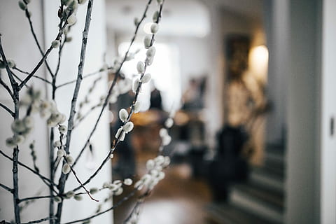interior, catkins, Contemporary, apartment, architecture, catkin, winter, tree, outdoors, day, adult, adults only, people, one woman only, focus on foreground, incidental people, selective focus, close-up, hanging, nature, metal, women, branch, beauty in nature, tranquility, defocused, snow, 4K, CC0, public domain, royalty free