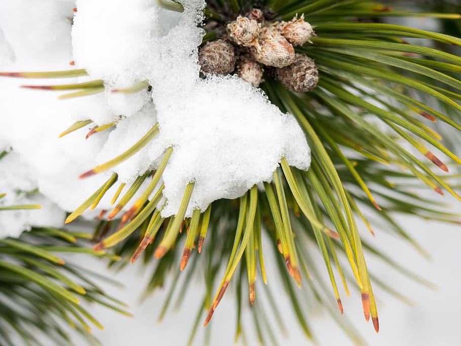 Kiefer, Blätter, bedeckt, Schnee, Eis, Tannenzapfen, Kiefernblätter, Jahreszeiten, Wetter, Makro, Natur, Winter, Weihnachten, Ast, Dekoration, Baum, Nahansicht, immergrüner Baum, Tannenbaum, Feier, grüne Farbe, Weiß, Nadelbaum, Jahreszeit, Weihnachtsverzierung, Weihnachtsdekoration, keine Leute, Zweig, Fichte, weiße Farbe, Pflanze, kalte Temperatur, Schönheit in der Natur, gefroren, Blatt, Fokus auf den Vordergrund, Wachstum, Tag, Pflanzenteil, Nadel - Pflanzenteil, 4K