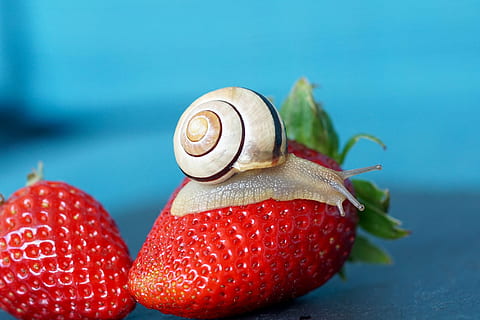 Erdbeere, Schnecke, Schale, Sonde, Weichtier, langsam, Reptil, schließen, Schneckenhaus, Natur, Obst, kriechen, Essen, Makro, Tier, Kreatur, Tierwelt, wirbellos, Erdbeerzeit, Erdbeeren, rot, saftig, Nahansicht, keine Leute, Fokus auf den Vordergrund, Essen und Trinken, farbiger Hintergrund, Tierthemen, Tag, gesundes Essen, Lebensmittel, Beerenfrucht, Blau, Studioaufnahme, Frische, drinnen, Blauer Hintergrund, Tierhülle, 5K, CC0, gemeinfrei, lizenzfrei