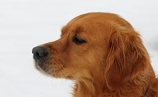 Foto, braun, kurzhaariger Hund, Hund, Tiere, Haustiere, Kopf, Labrador, Gesicht, Rennen, Welpen, bester Freund, Säugetier, gut, Golden Retriever, Tier, Retriever, süß, Eckzahn, suchen, reinrassiger Hund, ein Tier, Tierthemen, inländisch, Tierkörperteil, Seitenansicht, Tierkopf, Nahansicht, Profilansicht, Haar, Wegschauen, weißer Hintergrund, keine Leute, Frisur, 5K, CC0, gemeinfrei, lizenzfrei
