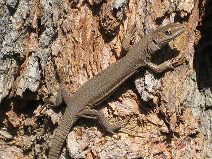 şopârlă, primăvară, vigilent, târâtoare, animal, animale vertebrate, animale sălbatice, animale tematice, un animal, animale în sălbăticie, nici o persoana, natură, copac, camuflaj, în aer liber, trunchi de copac, stâncă, solid, zi, Gecko, trompă, obiect de rocă, pe scara animalelor, iguană, 2K, CC0, domeniu public, fără drepturi de autor