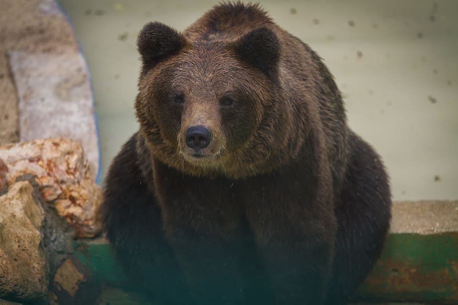 hnědý medvěd grizzly, medvěd, zvířat, Příroda, zvíře, jednoho zvířete, zvířata ve volné přírodě, savec, při pohledu na fotoaparát, obratlovců, nikdo, portrét, den, zaměřit se na popředí, hnědý, zoo, čelní pohled, pevný, venku, čenich, 5K