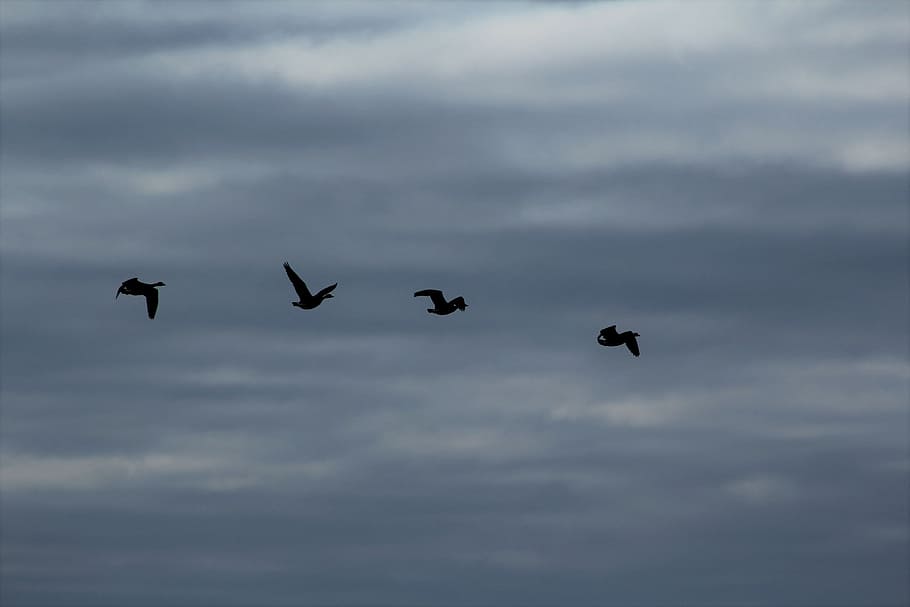 ocells, núvols, cel, volar, eixam, ramat d’ocells, ocell, aus migratòria, aus migratòries, gavina, fauna animal, animals a la natura, temes d'animals, grup d’animals, volant, animal, núvol - cel, vertebrats, cap gent, vista d’angle baix, ales separades, naturalesa, dia, moviment, a l'aire, quatre animals, a l'aire lliure, 2K