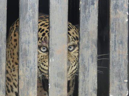 leopard, caged leopard, zoo, cat, wild, cage, feline, fur, endangered, mammal, carnivore, predator, caged, dangerous, spotted, large, ferocious, animal themes, no people, animal wildlife, animal, one animal, close-up, boundary, barrier, wood - material, day, animals in the wild, animal body part, metal, fence, portrait, looking at camera, outdoors, vertebrate, animal head, 4K, CC0, public domain, royalty free
