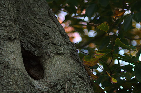 albero, sicuro, natura, sicurezza, naturale, protetta, foresta, foglia, ramo, all'aperto, tronco d'albero, pianta, tronco, crescita, parte vegetale, concentrarsi sulle conoscenze acquisite, giorno, nessuno, avvicinamento, terra, Inquadratura dal basso, corteccia vegetale, bellezza nella natura, strutturato, condizione naturale, foresta pluviale, 5K, CC0, dominio pubblico, privo di copyright