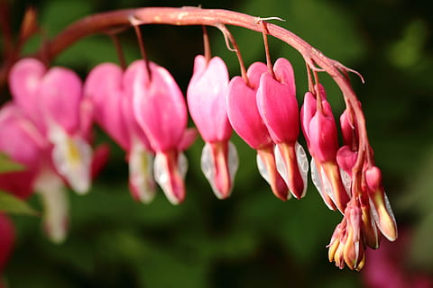 fiore, primavera, cuore sanguinante, emorragia, cuore, natura, pianta, testa di fiore, avvicinamento, bellezza nella natura, petalo, fiorire, colore rosa, macro, colore verde, all'aperto, freschezza, fragilità, crescita, pianta fiorita, vulnerabilità, infiorescenza, concentrarsi sulle conoscenze acquisite, nessuno, giorno, botanica, 5K, CC0, dominio pubblico, privo di copyright