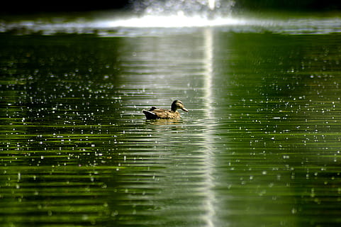 light reflection, radiation diffusely scattered, approach, duck, pond, water, park, water bird, colorful, bird, spring dress, plumage, iridescent, animal world, green, color, reflection, nature, color green, gradient, incidence of light, animal, animal wildlife, animal themes, animals in the wild, vertebrate, lake, waterfront, one animal, no people, swimming, day, selective focus, beauty in nature, motion, 4K, CC0, public domain, royalty free