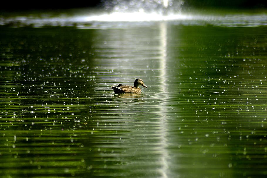 Lichtreflexion, Strahlung diffus gestreut, Ansatz, Ente, Teich, Wasser, Park, Wasservogel, bunt, Vogel, Frühlingskleid, Gefieder, irisierend, Tierwelt, Grün, Farbe, Reflexion, Natur, Farbe grün, Gradient, Lichteinfall, Tier, Tierthemen, Tiere in freier Wildbahn, Wirbeltier, See, Ufergegend, ein Tier, keine Leute, Schwimmen, Tag, selektiver Fokus, Schönheit in der Natur, Bewegung, 4K