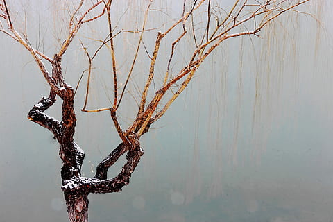 albero, la neve, secco, lungolago, albero nudo, nessuno, inverno, ramo, avvicinamento, natura, giorno, temperatura fredda, pianta, acqua, la tranquillità, all'aperto, legno - materiale, lago, struttura costruita, bellezza nella natura, cielo, congelato, 5K, CC0, dominio pubblico, privo di copyright