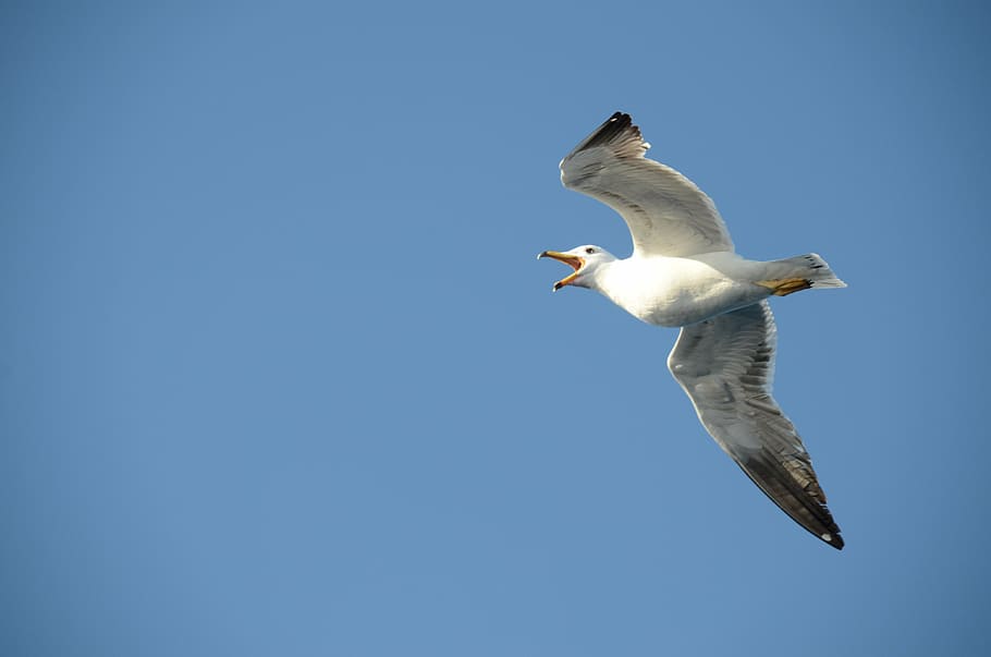 gavina, ocell, babu, crits, volar, ales, aire, bec, naturalesa, fauna animal, animals a la natura, temes d'animals, animal, vertebrats, volant, cel, ales separades, un animal, blau, cel clar, a l'aire, còpia espai, vista d’angle baix, longitud completa, cap gent, moviment, ala dels animals, marí, 4K