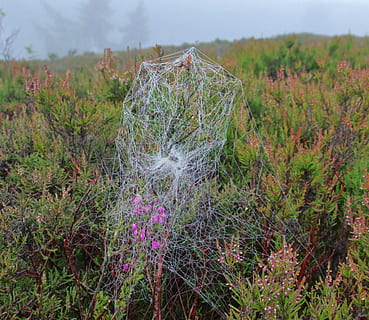 teranyina, insecte, web, aranya, aràcnids, horripilant, net, trampa, planta, creixement, flor, planta amb flors, naturalesa, terra, tranquil·litat, dia, bellesa a la natura, cap gent, camp, medi ambient, color verd, centrar-se en primer pla, escena tranquil·la, paisatge, arbre, vulnerabilitat, fragilitat, a l'aire lliure, porpra, 2K, CC0, domini públic, lliure de regalies