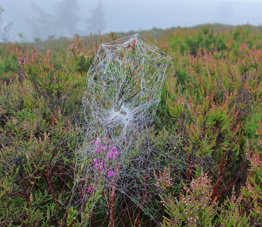 teranyina, insecte, web, aranya, aràcnids, horripilant, net, trampa, planta, creixement, flor, planta amb flors, naturalesa, terra, tranquil·litat, dia, bellesa a la natura, cap gent, camp, medi ambient, color verd, centrar-se en primer pla, escena tranquil·la, paisatge, arbre, vulnerabilitat, fragilitat, a l'aire lliure, porpra, 2K