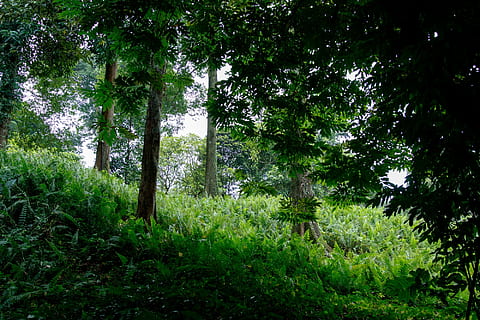 verde, parque, árbol, hierba, bosque, follaje, Fresco, naturaleza, color verde, crecimiento, al aire libre, día, nadie, planta, tierra, belleza en la naturaleza, tranquilidad, escena tranquila, exuberante follaje, paisajes - naturaleza, escena no urbana, tronco de arbol, el maletero, 1080P, CC0, dominio público, libre de derechos