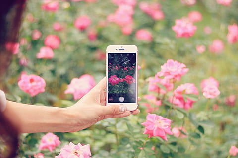 mujer, tomando, imagen, rosado, campo de flores, rojo, iphone 7, más, tiempo de día, flor, campo, iphone 7 plus, teléfono móvil, teléfono inteligente, teléfono, participación, mano humana, naturaleza, al aire libre, tecnología, gente, comunicación, de cerca, una persona, temas de fotografia, parte del cuerpo humano, dispositivo de información portátil, mano, planta floreciendo, tecnología inalámbrica, planta, color rosa, usando el teléfono, 1080P, CC0, dominio público, libre de derechos