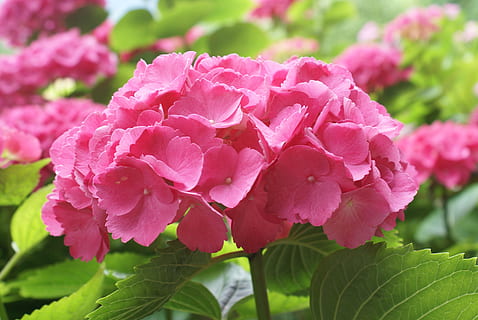 pink, hydrangea, nature, fruen, plant, garden, greenhouse hydrangea, pink flower, garden flowers, hydrangeas ball, beautiful, hydrangea flower, flowering plant, flower, pink color, freshness, beauty in nature, petal, fragility, vulnerability, close-up, inflorescence, flower head, plant part, growth, leaf, no people, focus on foreground, peony, springtime, outdoors, bunch of flowers, dew, 4K, CC0, public domain, royalty free