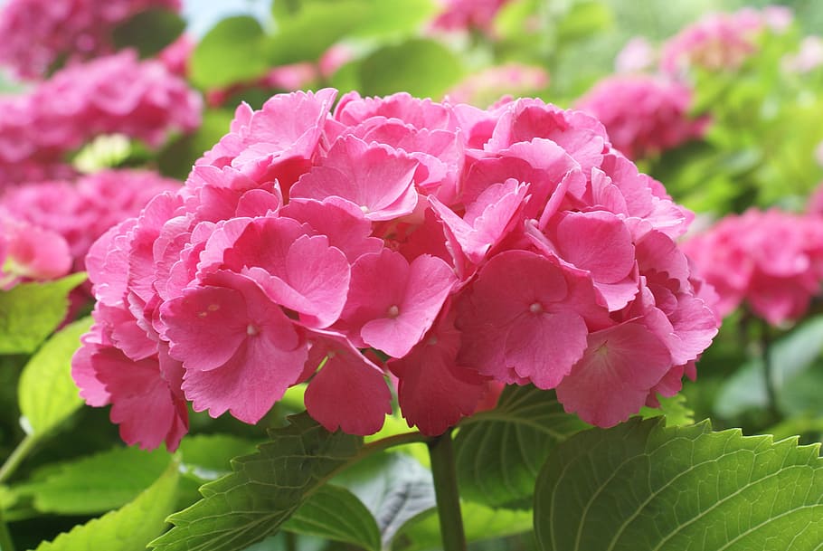 rosa, ortensia, naturalesa, fruen, planta, jardí, hortènsia d'hivernacle, flor rosa, flors de jardí, bola d'hortensies, bonic, flor d'hortensia, planta amb flors, flor, color rosa, frescor, bellesa a la natura, pètal, fragilitat, vulnerabilitat, primer pla, inflorescència, cap de flor, part de la planta, creixement, full, cap gent, centrar-se en primer pla, peònia, primavera, a l'aire lliure, Ram de flors, rosada, 4K