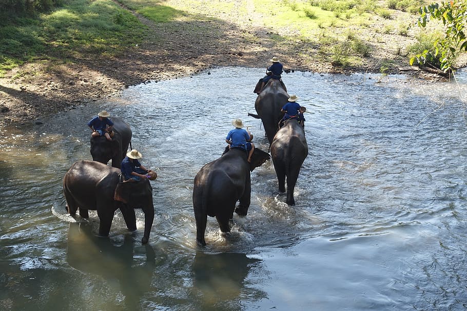 Thailand, Elefanten, Fluss, Bad, Tier, Wasser, Asien, Menschen, Gruppe von Tieren, Tiere und Haustiere, draußen, Säugetier, Natur, Tierthemen, Tag, inländisch, Haustiere, Wirbeltier, Ufergegend, Vieh, Bewegung, High Angle View, Tierwelt, pflanzenfressend, 5K