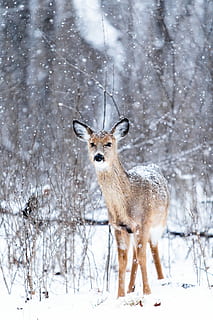 Marrone, cervo, inverno, foto macro, renna, stagione invernale, sfondo, sfondi per iPhone, sfondo dello schermo di blocco, animale, la neve, daino, natura, cerbiatto, all'aperto, bambino, foresta, temperatura fredda, temi animali, fauna selvatica, animali allo stato selvatico, mammifero, un animale, ritratto, guardando la fotocamera, vertebrato, albero, nessuno, bellezza nella natura, nevicando, giorno, in piedi, 1080P, CC0, dominio pubblico, privo di copyright