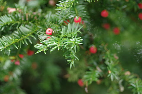 Natale, vero, colore verde, natura, crescita, nessuno, giorno, all'aperto, albero, pianta, albero di Natale, vacanza, celebrazione, messa a fuoco selettiva, avvicinamento, rosso, ramo, Pino, decorazione, bellezza nella natura, albero di conifere, ago - parte vegetale, abete, 4K, CC0, dominio pubblico, privo di copyright