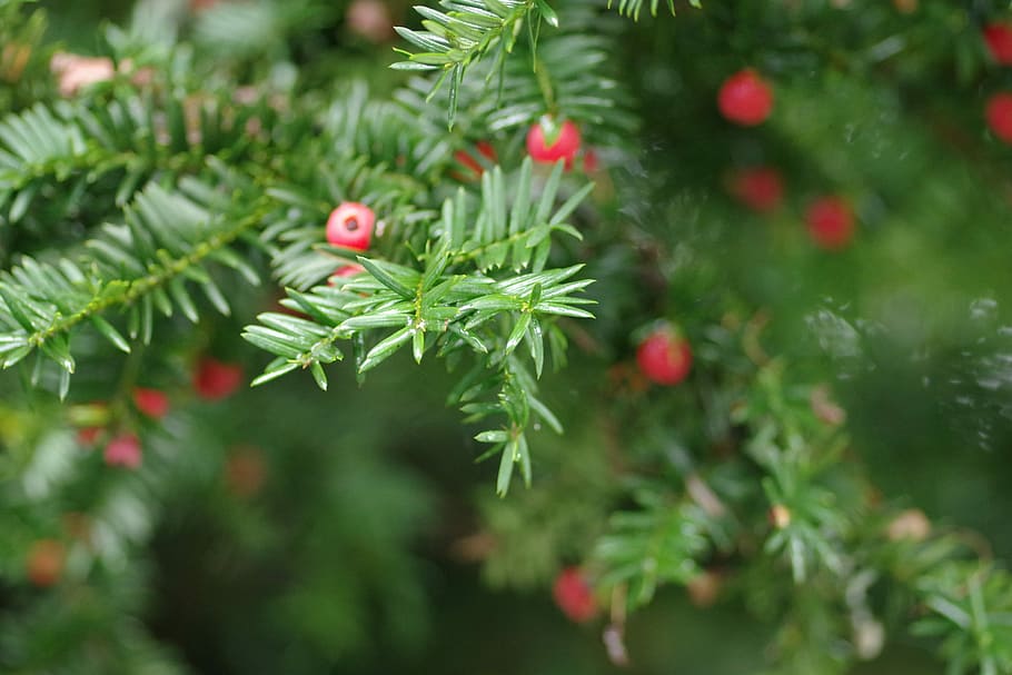 Natale, vero, colore verde, natura, crescita, nessuno, giorno, all'aperto, albero, pianta, albero di Natale, vacanza, celebrazione, messa a fuoco selettiva, avvicinamento, rosso, ramo, Pino, decorazione, bellezza nella natura, albero di conifere, ago - parte vegetale, abete, 4K