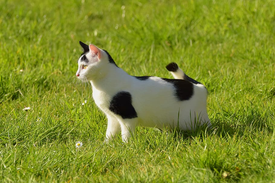 gatto, giardino, natura, primavera, gatto domestico, erba, Attenzione, mieze, curiosità, in agguato, sole, inferno, temi animali, un animale, animale, pianta, vertebrato, domestico, animali domestici, colore verde, mammifero, nessuno, terra, campo, vista laterale, giorno, animali allo stato selvatico, baffo, 4K