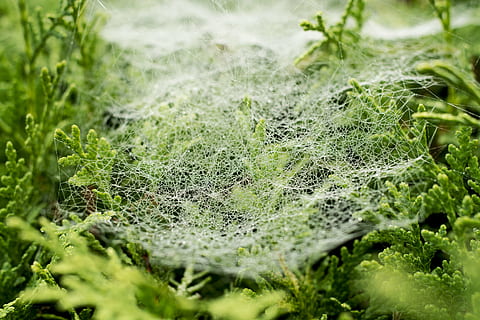 Spinnennetz, Tau, tropfen, Natur, Netzwerk, Nebel, morgentau, Spinne, Tautropfen, Spinnennetze, schließen, feucht, Pflanze, Feuchtigkeit, Spinnweben, reif, Perlen, grüne Farbe, Wachstum, selektiver Fokus, Nahansicht, Blatt, Pflanzenteil, keine Leute, Tag, Schönheit in der Natur, draußen, Moos, Zerbrechlichkeit, fallen, Wasser, Ruhe, Verletzlichkeit, 5K, CC0, gemeinfrei, lizenzfrei