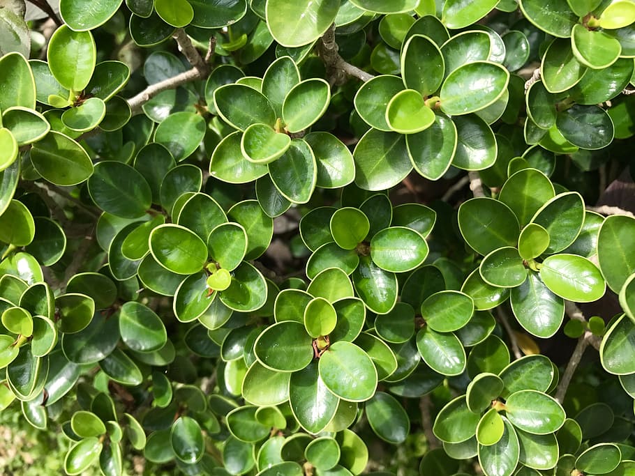 녹색, leafs, 식물, 나무, 녹색 잎, 자연, 선도, 자연스러운, 정원, 신선한, 채색, 성장, 잎, 식물 부분, 풀 프레임, 배경, 자연의 아름다움, 아무도, 일, 닫다, 옥외, 바로 위, 햇빛, 전경 초점, 평온, 무늬, 풍부, 4K