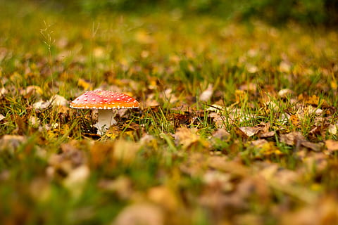 fallen, Natur, Gras, Blatt, Jahreszeit, Amanita Muscaria, Pilz, Gemüse, Lebensmittel, Pflanze, Wachstum, selektiver Fokus, Land, Fliegenpilz, keine Leute, Schönheit in der Natur, Feld, Nahansicht, Herbst, Tag, draußen, Essen und Trinken, Oberflächenniveau, giftig, 5K, CC0, gemeinfrei, lizenzfrei