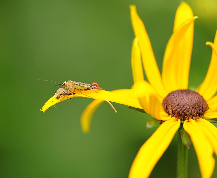 communis, Insekt, Natur, räuberisches Insekt, Pflanze, Sonnenhut, blühende Pflanze, Blume, Zerbrechlichkeit, Verletzlichkeit, Schönheit in der Natur, Frische, Blütenblatt, Tierthemen, wirbellos, Nahansicht, Gelb, Tier, Tiere in freier Wildbahn, Wachstum, Tierwelt, ein Tier, Blütenkopf, keine Leute, Pollen, draußen, Bestäubung, 2K