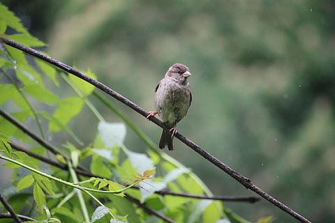 Feldsperling, Vogel, Natur, Oslo, Spatz, Baum, Tierwelt, wild, Ast, Flügel, Wirbeltier, ein Tier, Tiere in freier Wildbahn, hocken, Pflanze, keine Leute, draußen, Taubenvogel, grüne Farbe, Tag, Schönheit in der Natur, Fokus auf den Vordergrund, 5K, CC0, gemeinfrei, lizenzfrei