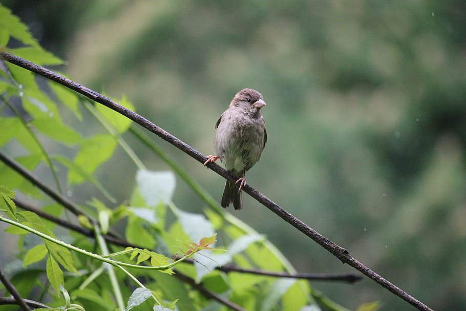 Feldsperling, Vogel, Natur, Oslo, Spatz, Baum, Tierwelt, wild, Ast, Flügel, Wirbeltier, ein Tier, Tiere in freier Wildbahn, hocken, Pflanze, keine Leute, draußen, Taubenvogel, grüne Farbe, Tag, Schönheit in der Natur, Fokus auf den Vordergrund, 5K