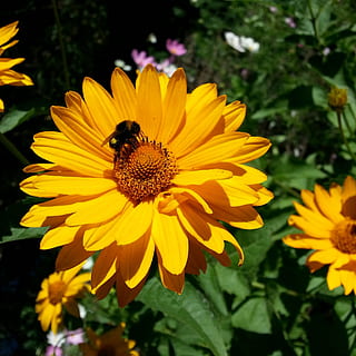 fiore, giallo, ape, insetto, petali, stami, soleggiato, macro, pianta fiorita, fragilità, freschezza, vulnerabilità, crescita, pianta, petalo, testa di fiore, bellezza nella natura, temi animali, invertebrato, animali allo stato selvatico, un animale, animale, fauna selvatica, infiorescenza, avvicinamento, polline, impollinazione, nessuno, all'aperto, 1080P, CC0, dominio pubblico, privo di copyright