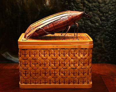panier, cafard, insecte, punaise, ravageur, exterminateur, infestation, aile, marron, bois - matériau, démodé, aliments, personne, fermer, à l'intérieur, journée, fraîcheur, animal, thèmes animaux, la faune des animaux, un animal, animaux à l'état sauvage, invertébré, se concentrer sur le premier plan, récipient, vertébré, table, modèle, la nature, zoologie, 2K, CC0, domaine public, libre de droits