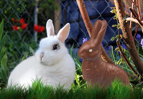 conill blanc, Pasqua, llebre, xocolata, blanc, ous de Pasqua, ou, colorit, prat, targeta de felicitació, conill de Pasqua, conill, animal, temes d'animals, conill - animal, mamífer, planta, vertebrats, mascotes, naturalesa, animals domèstics, un animal, nacional, dia, primer pla, fauna animal, cap gent, herba, Color blanc, a l'aire lliure, herbívors, 2K, CC0, domini públic, lliure de regalies