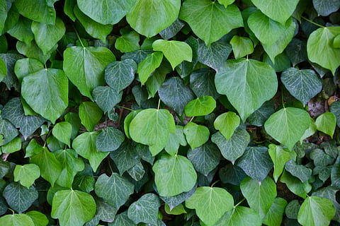 verde, foto close-up pianta foglia, parco, foglia, pianta, edera, natura, freschezza, struttura, sardegna, colore verde, parte vegetale, fotogramma intero, sfondi, crescita, nessuno, direttamente sopra, bellezza nella natura, avvicinamento, giorno, vista dall'alto, all'aperto, cibo e bevande, terra, botanica, campo, le foglie, trifoglio, 5K, CC0, dominio pubblico, privo di copyright