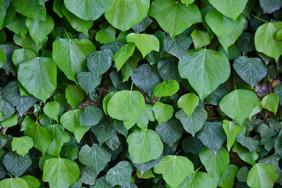 verde, foto close-up pianta foglia, parco, foglia, pianta, edera, natura, freschezza, struttura, sardegna, colore verde, parte vegetale, fotogramma intero, sfondi, crescita, nessuno, direttamente sopra, bellezza nella natura, avvicinamento, giorno, vista dall'alto, all'aperto, cibo e bevande, terra, botanica, campo, le foglie, trifoglio, 5K