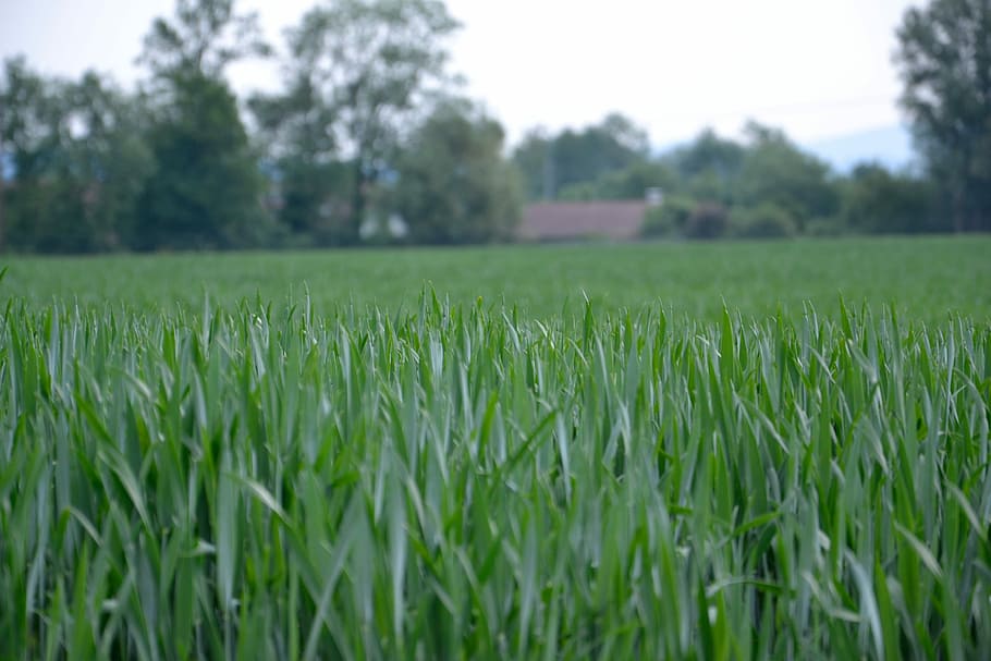 campo di grano, Grano, campo, verde, agricoltura, crescita, natura, giorno, colore verde, pianta, terra, paesaggio, scena rurale, la tranquillità, raccolto, erba, bellezza nella natura, scena tranquilla, albero, ambiente, azienda agricola, nessuno, pianta di cereali, all'aperto, filo d'erba, 4K