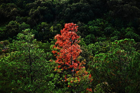 árbol, arboles, diferente, solamente, paisaje, verde, naturaleza, planta, crecimiento, belleza en la naturaleza, nadie, planta floreciendo, flor, tranquilidad, color verde, día, bosque, follaje, tierra, escena tranquila, rojo, al aire libre, paisajes - naturaleza, exuberante follaje, vista de ángulo bajo, 4K, CC0, dominio público, libre de derechos