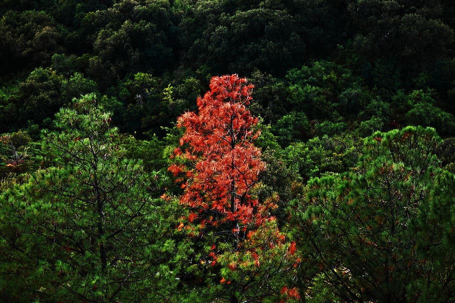 arbre, arbres, diferent, només, paisatge, verd, naturalesa, planta, creixement, bellesa a la natura, cap gent, planta amb flors, flor, tranquil·litat, color verd, dia, bosc, fullatge, terra, escena tranquil·la, vermell, a l'aire lliure, escenics - natura, exuberant fullatge, vista d’angle baix, 4K