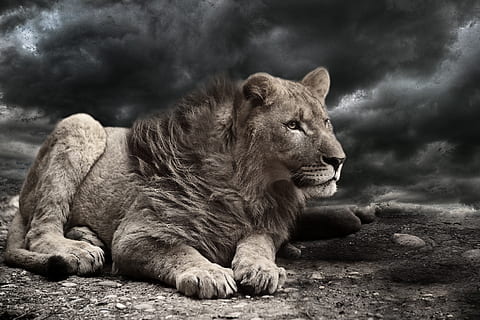 Nahansicht, Foto, liger, schwarz, Wolken Hintergrund, Löwe, Wind, Sturm, Wolken, Wetter, Tier, Afrika, imposant, gefährlich, mächtig, Himmel, Regenwolken, Blau, katzenartig, Katze, Säugetier, Tierthemen, Löwe - Katze, ein Tier, Tierwelt, Entspannung, Wirbeltier, Tiere in freier Wildbahn, Haustiere, keine Leute, wolke - himmel, Fleischfresser, Natur, suchen, Tag, Löwin, Whisker, 1080P, CC0, gemeinfrei, lizenzfrei