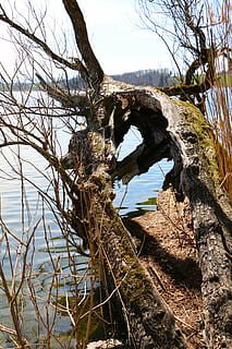 Natur, Baum, Teilt, See, Pflanze, Himmel, Ruhe, Tag, Wasser, keine Leute, Baumstamm, ruhige Szene, Schönheit in der Natur, Kofferraum, Strand, Szenen - Natur, Land, Rock, draußen, Wachstum, solide, tote Pflanze, Treibholz, 5K, CC0, gemeinfrei, lizenzfrei