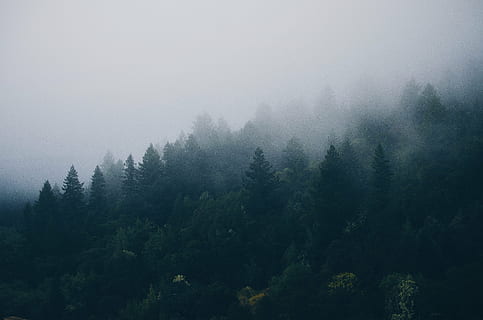 verde, alberi di foglie, nebbioso, tempo metereologico, alberi, nebbia, foresta, Forrest, boschi, panoramico, bosco, campagna, natura, mattina, paesaggio, naturale, albero, nessuno, la tranquillità, scena tranquilla, bellezza nella natura, Paesaggi, pianta, scenics - natura, ambiente, terra, cielo, Pino, crescita, scena non urbana, colore verde, albero di conifere, bosco di pini, albero sempreverde, 4K, CC0, dominio pubblico, privo di copyright