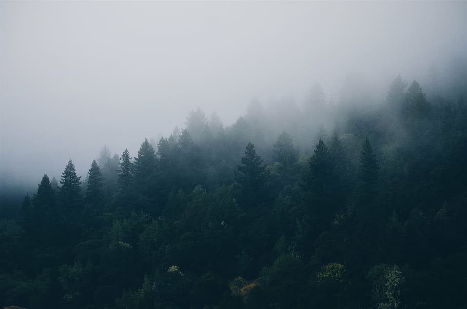 verd, arbres de fulles, boira, temps, arbres, bosc, Forrest, boscos, pi, escènic, camp, naturalesa, al matí, paisatge, natural, arbre, cap gent, tranquil·litat, escena tranquil·la, bellesa a la natura, escenics, planta, escenics - natura, medi ambient, terra, cel, creixement, escena no urbana, color verd, arbre de coníferes, bosc de pi, arbre de fulla perenne, 4K