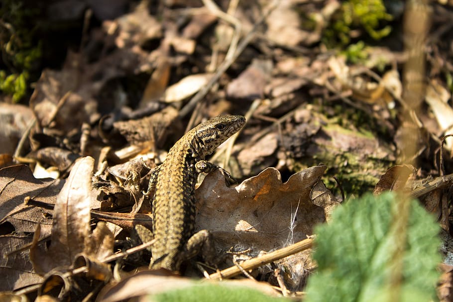 exe, llangardaix, animal, macro, rèptil, iguana, bosc, naturalesa, drac barbut, natter, criatura, món animal, zoo, casa tropical, terrari, Àfrica, exòtic, rèptils, drac de Komodo, llengua, tancar, serp, cap, retrat, escala, constrictor, divertit, llangardaix gegant, cara, groc, en perill d’extinció, bonic, full, enfocament selectiu, part de la planta, planta, terra, dia, cap gent, camp, sec, primer pla, llum solar, animals a la natura, temes d'animals, fauna animal, arbre, a l'aire lliure, creixement, fulles, pal - part de la planta, 5K