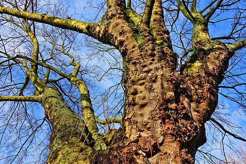 arbre, tronc, branca, arbre vell, nodrit, branques nues, arbre caducifoli, tardor, molsa, arbre cultivat amb molsa, planta, vista d’angle baix, tronc de l'arbre, naturalesa, tranquil·litat, dia, cel, bellesa a la natura, creixement, cap gent, llum solar, arbre nu, a l'aire lliure, color verd, terra, bosc, blau, copa de l'arbre, 4K, CC0, domini públic, lliure de regalies