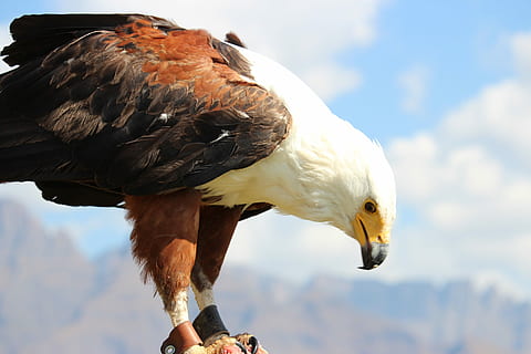 Fischadler, Raubtier, Vogel, Raubvogel, Adler, Vogelkunde, Gefieder, Schnabel, ein Tier, Wirbeltier, Tierwelt, Tiere in freier Wildbahn, Tag, Natur, Himmel, eine Person, Nahansicht, Adler - Vogel, Fokus auf den Vordergrund, wolke - himmel, draußen, 2K, CC0, gemeinfrei, lizenzfrei