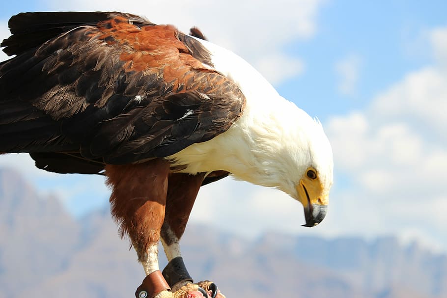 àguila de peixos, depredador, ocell, raptor, àguila, ornitologia, plomatge, bec, un animal, vertebrats, fauna animal, animals a la natura, rapinyaire, dia, naturalesa, cel, una persona, primer pla, àguila - ocell, centrar-se en primer pla, núvol - cel, a l'aire lliure, 2K